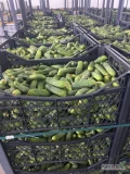 Sprzedam ogórek świeży , import , ilości całosamochodowe kaliber 6 -9