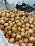 Sprzedamy cebulę wysortowaną 50/70, opakowanie big bag, worek 10/15kg. 
