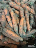 Sprzedam duże ilości marchwi grubej i odpadowej na brudno. Marchew gruba  w kalibrze +45. Marchew jest zdrowa nie przemarznięta i nadaje...