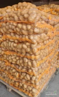 Ziemniaki GALA FITO 45+ towar czysty po szczotkach pakujemy worek szyty 5,10,15 kg lub big bag.Faktura więcej inf pod nr tel.