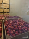 Sprzedam jabłka z KA+SF odmiany Prince Szampion Jeronimo Red Chef Eliza. Jabłka czyste bez oznak parcha robaków liszajów pomrozowych....