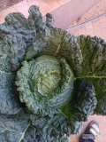 Sprzedam kapustę włoską ładna zdrowa w lisciu, bez monczlika. Waga od 1.5 do 3kg. Duże ilosci
