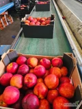 Peach & Nectarine We are ready to supply Polish wholesalers during the whole season, starting from 20 May 