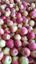 Sprzedam 60 skp Dekosta Jabłko czyste , suche , wybarwione 2,2 zł za wagę 