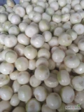 Witam obieramy ręcznie grubą ładną cebulę od 8 do 12 cm cebula obierana na biało z przeznaczeniem na gastronomię, przetwórstwo itp...
