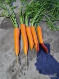 Sprzedam marchew kopana pod zamówienie,towar z centyfikatem z badaniami,