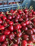 Sprzedam 20 skrzyneczek po 5 kg każda czereśni czarnych dużych 