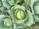 Sprzedam kapuste Płaską (gołąbkową)