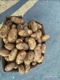new crop potatoes from Romania 100+ tones