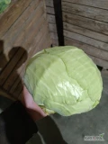 Sprzedam kapustę białą 0,7-1,8 kg ilości tirowe kolor zielony proszę o oferty 