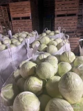 Sprzedam kapustę biała na przemysł 3-5 kg Możliwy transport do uzgodnienia 