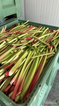 Sprzedam rabarbar, dwustronnie cięty. Przygotowanie na kg oraz worki. 