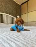 8-week-old toy poodle  puppies are typically small, weighing around 3 to 4 pounds. At this age, they are lively, curious, and full of...