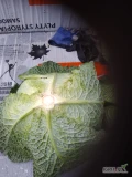 Witam sprzedam kapustę włoską waga lub sztuki od 1.5 do 2.5 kg cena do ustalenia 