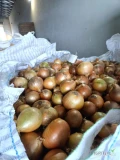 Sprzedam cebulę 400t pakowane worek szyty ,big beg , lub luz na wywrotkę kalibry do ustalenia szybka realizacja zamówienia i załadunek...