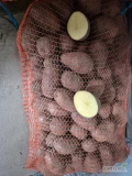 Sprzedam ziemniaki jadalne Red Lady czerwona skórka worek 15 kg lub big bag w ilości 10t tel 607992213