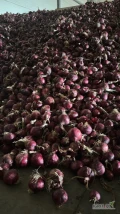 Sprzedam cebulę czerwoną 5,5+ 