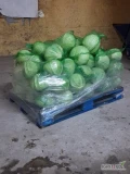 Sprzedam zimową kapuste biała kaliber 1/3.5 kg  opakowanie do uzgodnienia. 