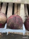 Sprzedam buraki czerwone na przemysł 5+ cebule zwykłą ilości busowe 