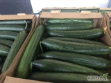 Sprzedam! Ogórek szklarniowy gładki importowany - pod zamówienie. Ilości paletowe i całosamochodowe. 