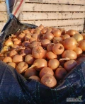 Sprzedamy cebule 1300  ton marketowa na worek karton big bag obcięta wysortowana jasna złota łuska zdrowy towar 