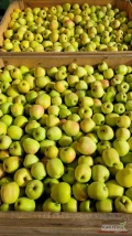 Sprzedam 300 skrzyń Goldena z KA. Jabłko grube, premium.