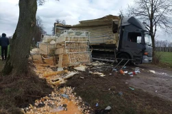 Wielka jajecznica na poboczu drogi