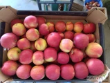 Sprzedam z KA+fresh Idared i Redchef. Jabłko bez korka bez czekolady zdrowe. Idared 29 skrzyń Redchef 18 skrzyń.