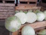 Sprzedam kapustę białą kaliber 1,5-6kg odmiana to kilastor.
