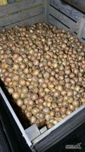 Sprzedam cebule na obieranie , Niemiecka kaliber 40-80 mm, 100 ton