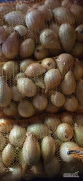 Sprzedam cebulę cukrową w łusce odmiana exhibition. Średnia i gruba do 350g. Cena 2-3 zł/kg.
