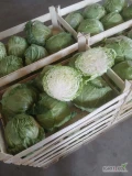 Sprzedam kapusta mlode,+1-3,5kg.ilosci tirowe