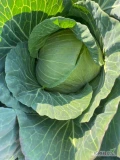 Sprzedam kapustę białą płaską/ gołąbkową. 