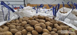 Sprzedam ziemniaki , odmiana Soraya 5+, gotowe 24t, w big-bag. 