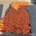Sprzedam marchew odpadową. Luzem 10gr/kg. Pakowana 25gr/kg