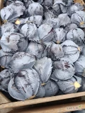 Sprzedam kapustę czerwoną 1-4kg w kartonbox ilości tirowe 