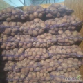 Witam sprzedam ziemniaki czerwone belaroza  gotowe 300 worków.wiecej inf pod nr tel 508579439
