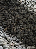 Słonecznik czarny ilości samochodowe , kraj pochodzenia Słowacja i Polska , 2600 zł netto , ziarno wstępnie oczyszczone , big bag lub...