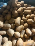 Sprzedam ziemniaki różnych odmian, zarówno okrągłe, jak i podłużne, na przykład: Gala, Soraya, Arizona, Bernina, Otolia, Queen Anna,...