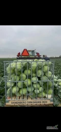Witam, oferuję kapustę białą polową wysypaną na tir odmiana przemysłowa axioma 3kg+ Holandia +31681358555 Middenweg 31 Dirkshorn...