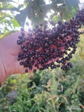 Sprzedam owoce czarnego bzu zbierane na zamówienie, 