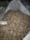 Sprzedam ziemniaki jadalne żółte 5+ ilości do uzgodnienia. 