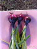 Sprzedam cebulę czerwona z dymki Ruby Star, ręcznie robione kaliber 50-80,500kg co drugi dzień 