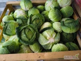 Sprzedam kapuste włoską kal 1-3kg ilości całosamochodowe 