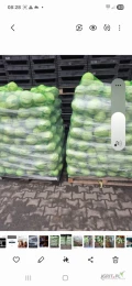 Sprzedam kapustę białą kal.1-2kg odm.kepler ilości dowolne