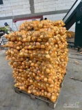 Cebula workowana po 5, 10, 15 kg sortowana czysta od 4-7 cm 