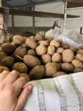 Sprzedam ziemniak Colombo kal 5.0 cm ilość 75 ton certyfikat