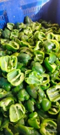 Sprzedam po około 6-8 ton papryki zielonej drążonej i 2-3 tony melanżu.  Odmiana Aristotle. 