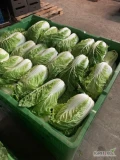 Sprzedam kapustę pekińską kaliber 1-1,8kg 