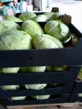 Witam sprzedam kapustę płaską kaliber 1,5-3kg